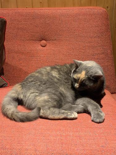 cat